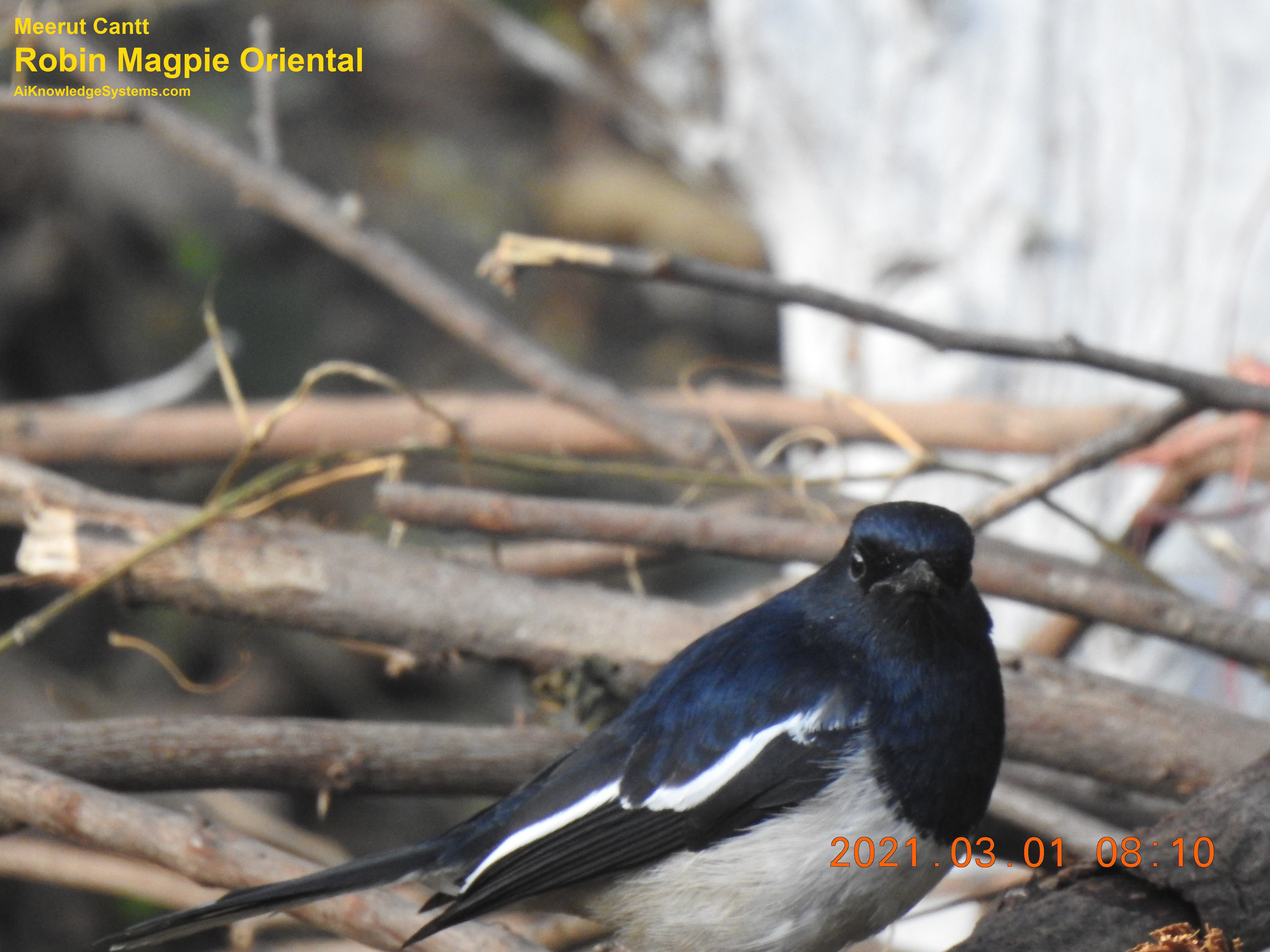 Magpie Robin (106) Coming Soon